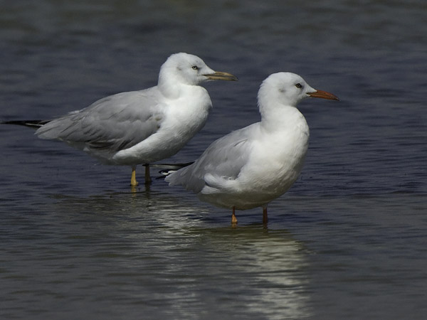 Kaitanokkalokki, Slender-billed Gull, Larus genei
